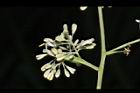 光蠟樹-花04.JPG