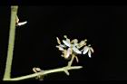 光蠟樹-花09.JPG