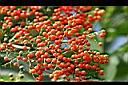冇骨消-紅實2.jpg