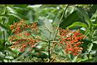 冇骨消-紅實01.jpg