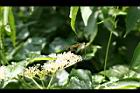 冇骨消-花07.jpg