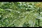 冇骨消-青實00.jpg