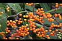 冇骨消-紅實00.JPG