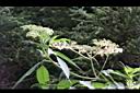 冇骨消-花00.JPG