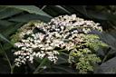 冇骨消-花04.JPG
