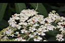 冇骨消-花08.JPG