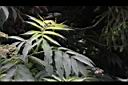 冇骨消-葉00.JPG