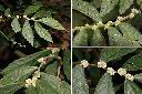 冷清草-花序1.jpg