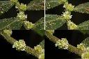 冷清草-雄花1.jpg