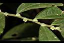 冷清草-雌花00.JPG