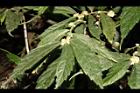 冷清草-花序00.JPG