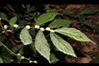 冷清草-花序02.JPG