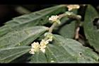 冷清草-花序06.JPG
