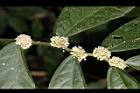 冷清草-花序08.JPG