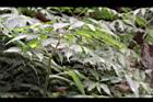 冷清草-莖01.JPG