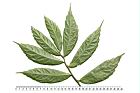 冷清草-葉13.JPG
