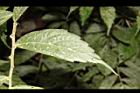 冷清草-葉正01.JPG