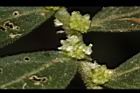 冷清草-雄花05.JPG