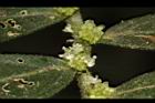 冷清草-雄花06.JPG