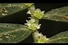 冷清草-雄花07.JPG