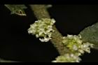 冷清草-雄花09.JPG