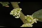 冷清草-雄花10.JPG