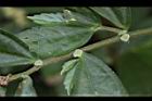 冷清草-雌花02.JPG