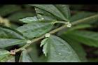 冷清草-雌花04.JPG