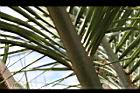 凍子椰子-葉脊2.jpg