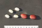 白鳳豆-刀豆-種子11.JPG