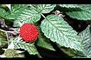 刺莓-實9.jpg