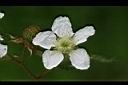 刺莓-花1.jpg