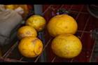南庄橙-實33.JPG