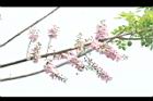 南洋櫻-花序04.JPG