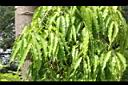 印度塔樹-葉02.JPG