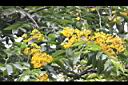 印度紫檀-花16.jpg