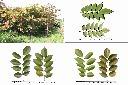 印度紫檀-葉1.jpg