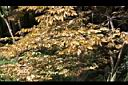 印度紫檀-黃葉04.jpg