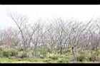 印度紫檀-冬景02.jpg