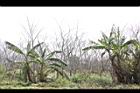 印度紫檀-冬景03.jpg