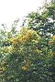 印度紫檀-花20.jpg
