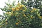印度紫檀-花21.jpg