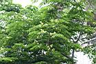 印度紫檀-花26.jpg