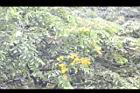 印度紫檀-花27.jpg