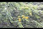 印度紫檀-花28.jpg