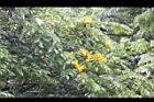 印度紫檀-花29.jpg