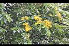 印度紫檀-花30.jpg