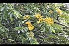 印度紫檀-花31.jpg