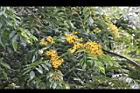 印度紫檀-花32.jpg