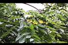 印度紫檀-花33.jpg
